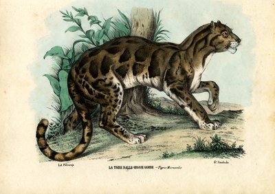 Leopardo nublado, 1863-79 de Raimundo Petraroja